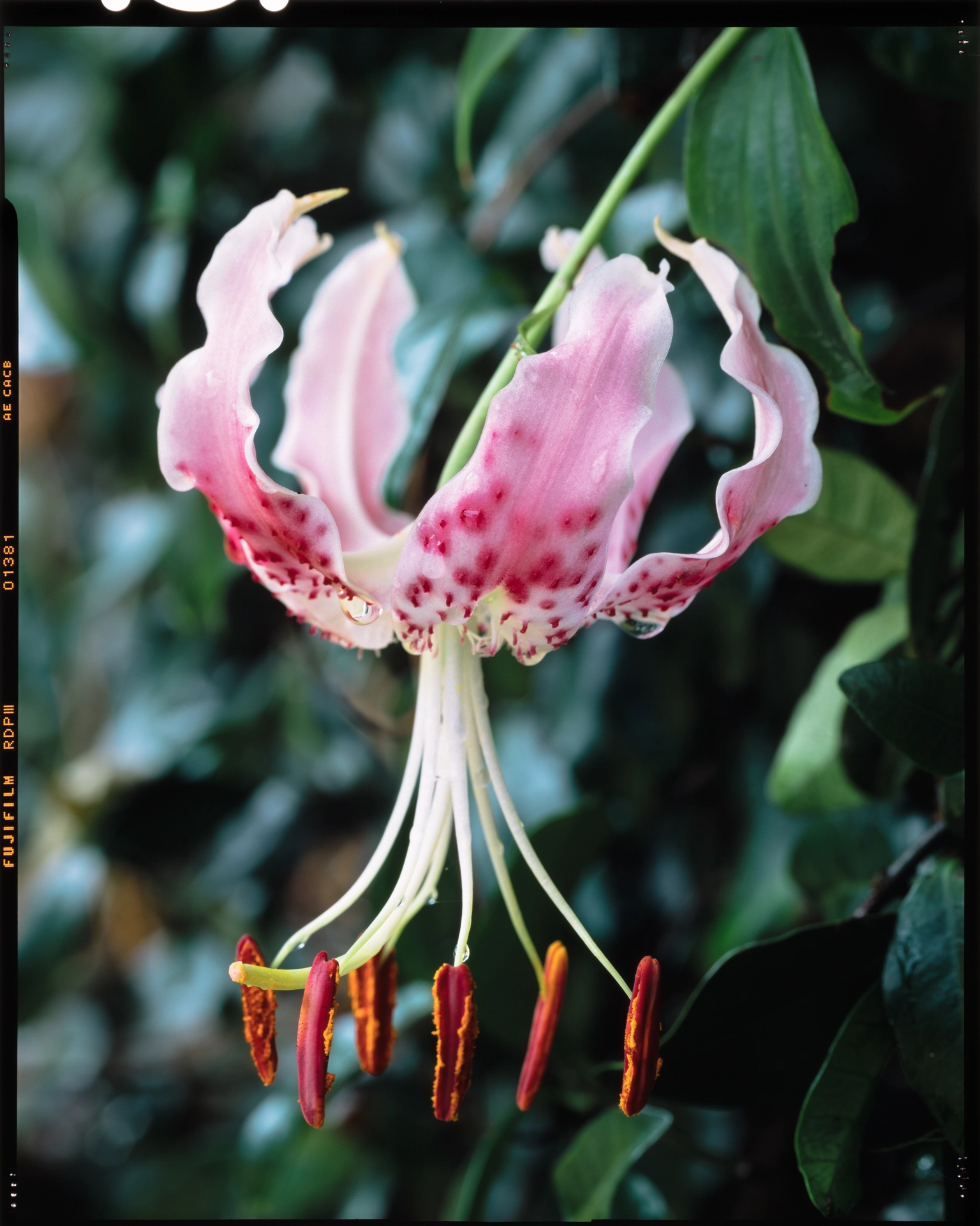 Lilium speciosum var. speciosum